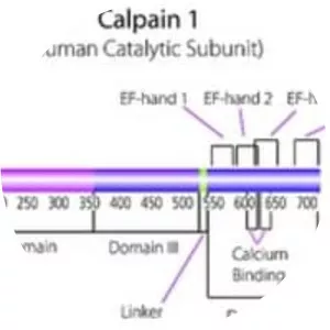 Calpain - Protein