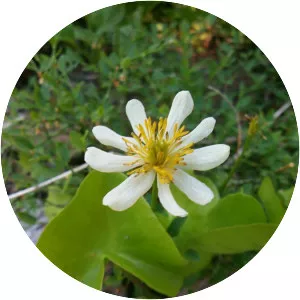 Caltha leptosepala