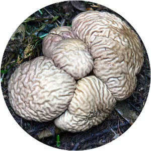 Calvatia