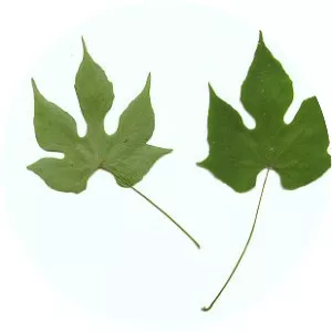 Calycocarpum - Plants