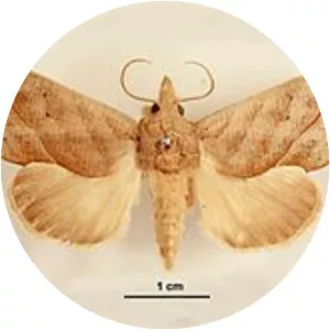 Calyptra minuticornis