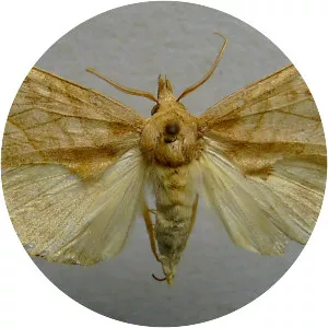 Calyptra thalictri