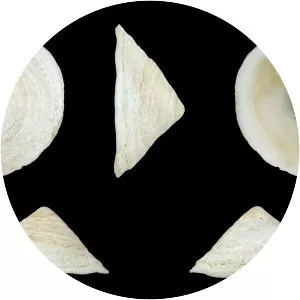 Calyptraea chinensis - 