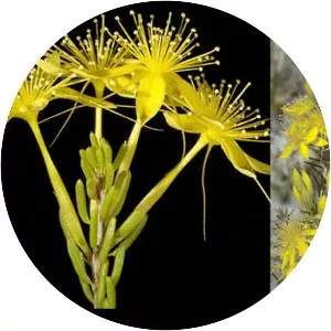 Calytrix flavescens - 