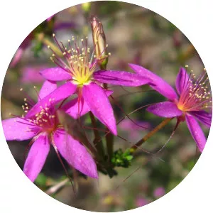 Calytrix fraseri - 
