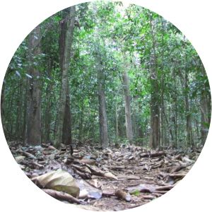 Cambalache Forest Reserve - 