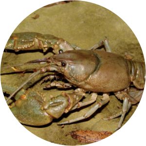 Cambarus robustus