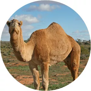 Camel