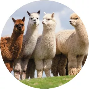 Camelids