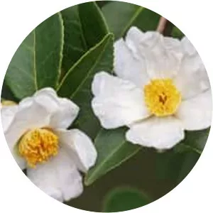 Camellia oleifera