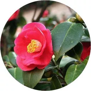 Camellia photograph