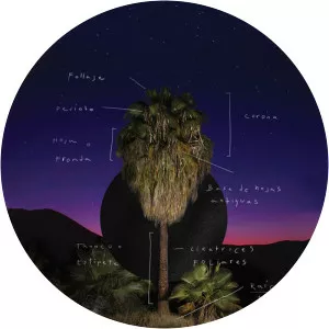 Camino De Vida Música