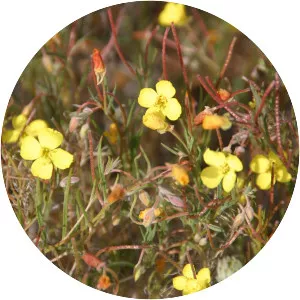 Camissonia campestris