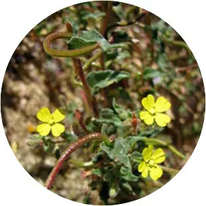 Camissonia pubens - Plants