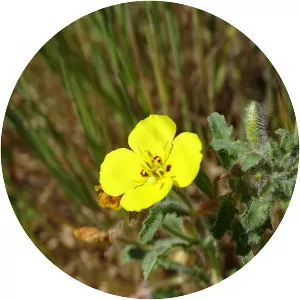 Camissoniopsis bistorta