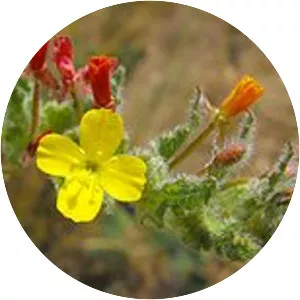 Camissoniopsis hirtella