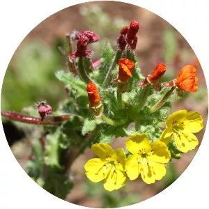 Camissoniopsis intermedia