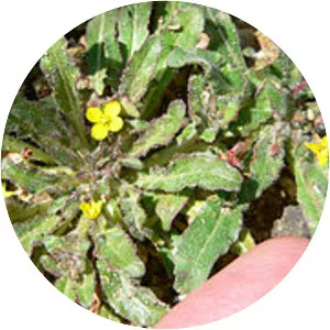 Camissoniopsis micrantha