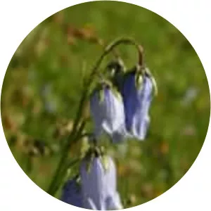 Campanula barbata - Plants