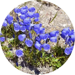 Campanula cochleariifolia