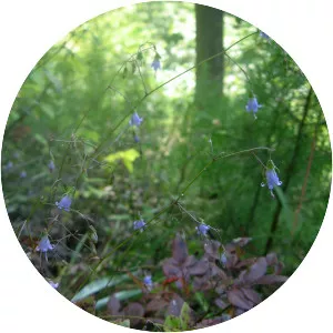 Campanula divaricata - 