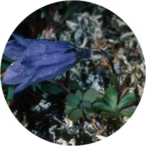 Campanula lasiocarpa - Plants