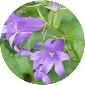 Campanula latifolia