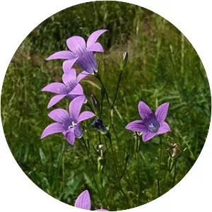 Campanula patula