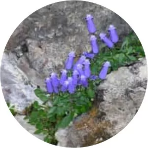 Campanula zoysii - Plants