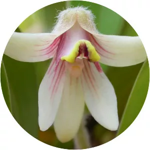 Campanulorchis globifera