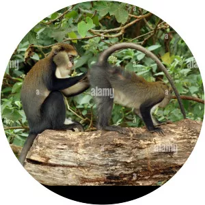 Campbell's mona monkey