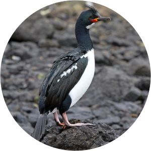 Campbell shag - Birds