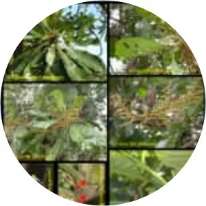 Campnosperma auriculatum - 