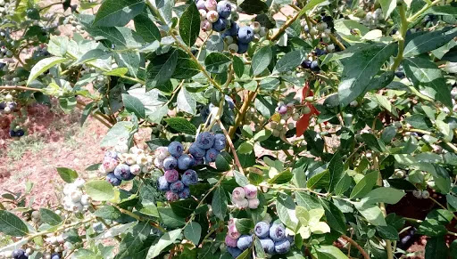 Campo de Jogos do Vale - Soccer field in Vale, Portugal