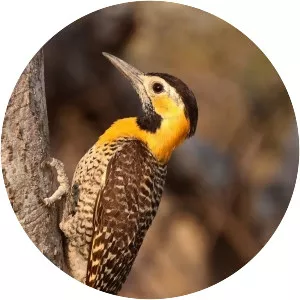 Campo flicker