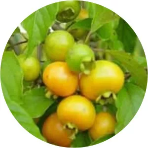 Campomanesia adamantium