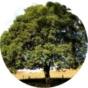 Campomanesia xanthocarpa - 