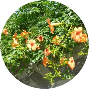 Campsis × tagliabuana