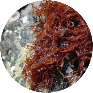 Campylaephora hypnaeoides - Seaweed
