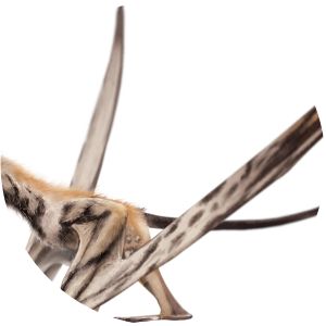 Campylognathoides - Animal