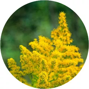 Canada goldenrod