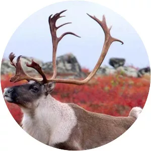 Canada Hunts East - TV program