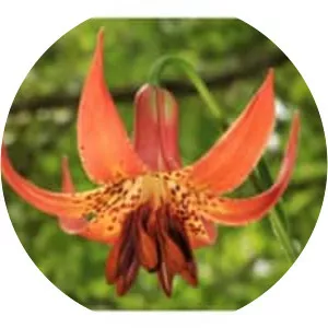 Canada lily