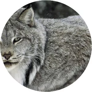 Canada lynx