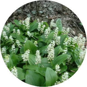 Canada mayflower - Plants