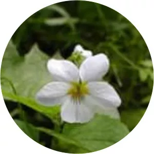 Canada violet - Plants