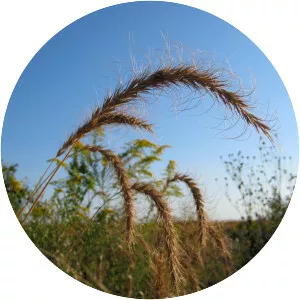 Canada wild rye