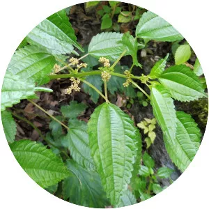 Canadian clearweed - Plants