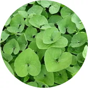 Canadian wild ginger - Plants