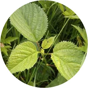 Canadian wood nettle - Plants